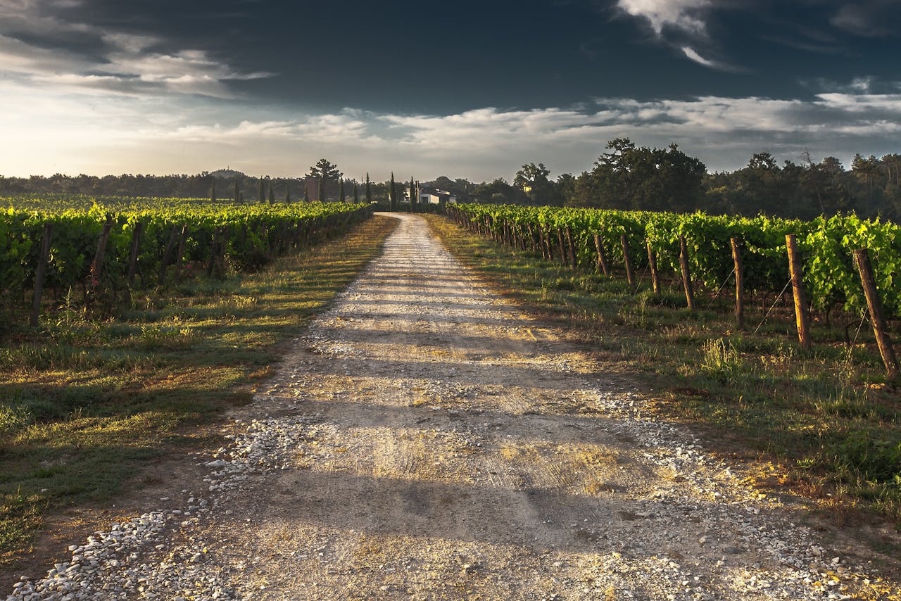 View of Vineyard Road during Daytime