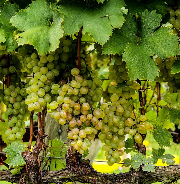 Green Grapes